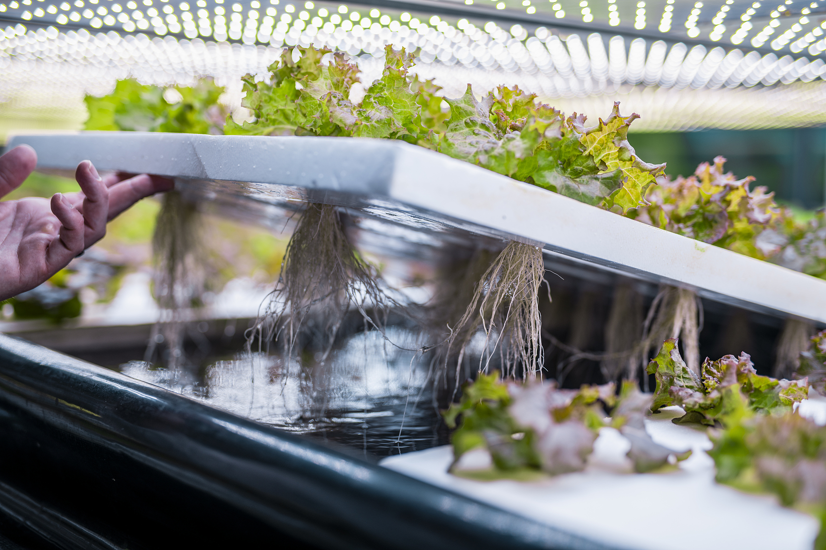 水肥一體化 水肥一體化